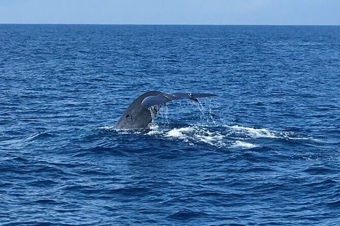 All Inclusive Mirissa Morning Whale Watching Boat Tour with Geeth - The Guide and Crew: Making a Difference