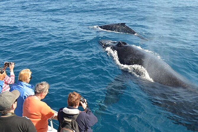 All Inclusive Mirissa Morning Whale Watching Boat Tour with Geeth - Timing and Duration: Why It Matters