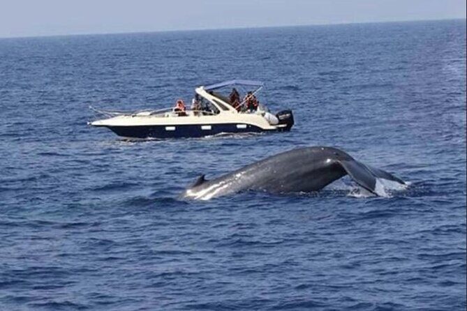 All Inclusive Mirissa Morning Whale Watching Boat Tour with Geeth - The Price and the Value Proposition