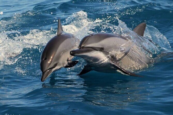 All Inclusive Mirissa Morning Whale Watching Boat Tour with Geeth - What Could Be Better?