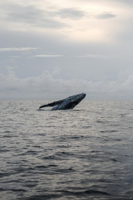 All Inclusive Mirissa Whale and Dolphin Watching Boat Ride - Who Should Consider This Tour?