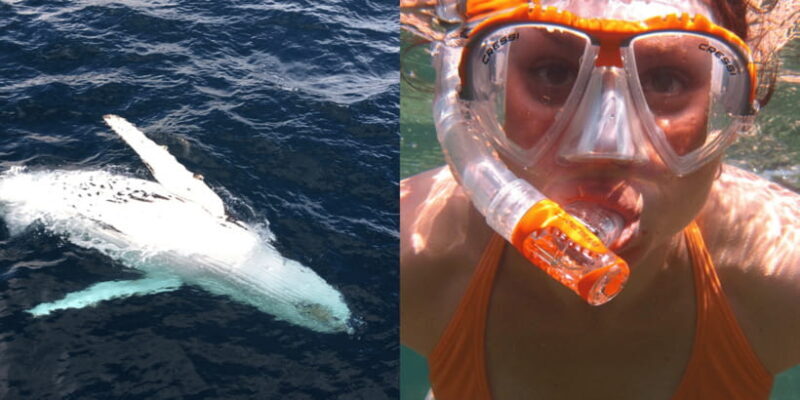 All Inclusive Mirissa Whale & Dolphin Watching + Snorkeling - Final Considerations