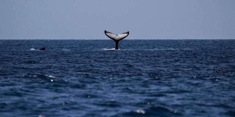 All Inclusive Mirissa Whale & Dolphin Watching + Snorkeling - Who Should Consider This Tour?