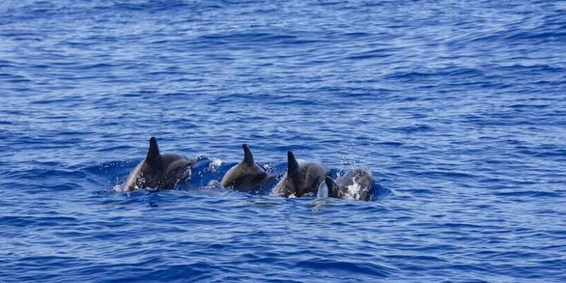 All Inclusive Mirissa Whale & Dolphin Watching + Snorkeling - FAQs