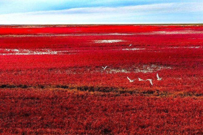 All-Inclusive Private Day Tour to Red Beach in Panjin City - Exploring the Red Beach in Panjin: A Detailed Look at the Tour