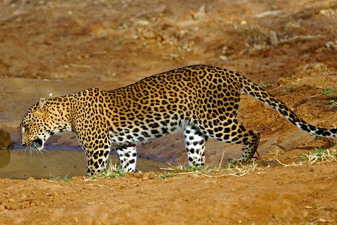 All Inclusive Private day tour to Wipattu National Park From Negombo - The Practicalities: What’s Included and What to Expect