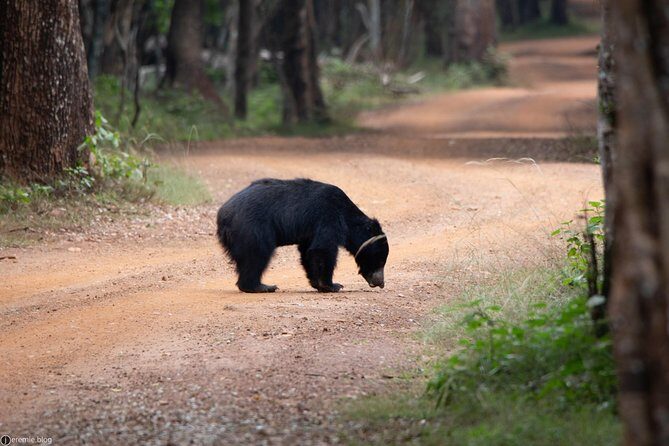 All Inclusive Private day tour to Wipattu National Park From Negombo - Final Thoughts