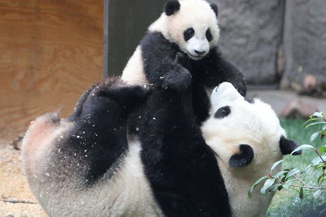 All-inclusive Private Day Trip: Hutongs, Lama Temple & Panda House with Lunch - The Sum Up