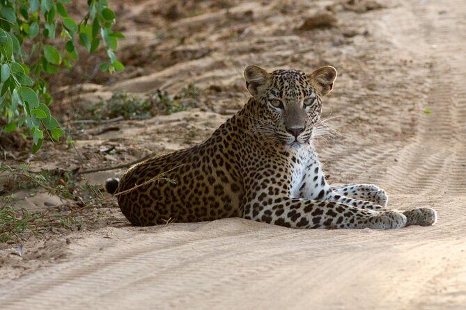 All Inclusive Private Full Day Safari in Yala National Park with Lunch - Key Points