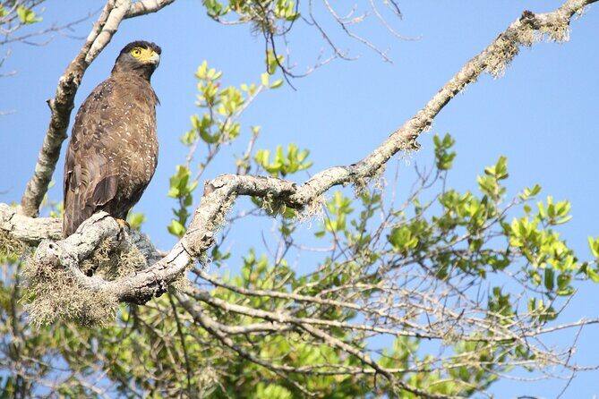 All Inclusive Private Full Day Safari in Yala National Park with Lunch - Who Will Love This Tour?