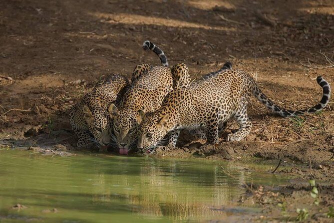 All Inclusive Private Full Day Safari in Yala National Park with Lunch - FAQ