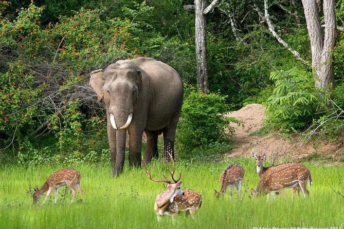 All inclusive Private jeep safari at Yala National park - The Realities of Wildlife Viewing