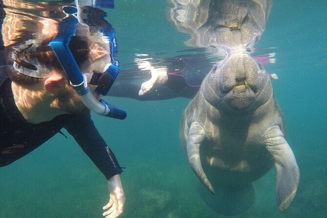 All Inclusive Private Manatee Swim - An Honest Dive into the Manatee Swim Experience
