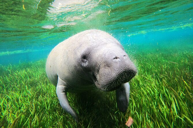 All Inclusive Private Manatee Swim - FAQs