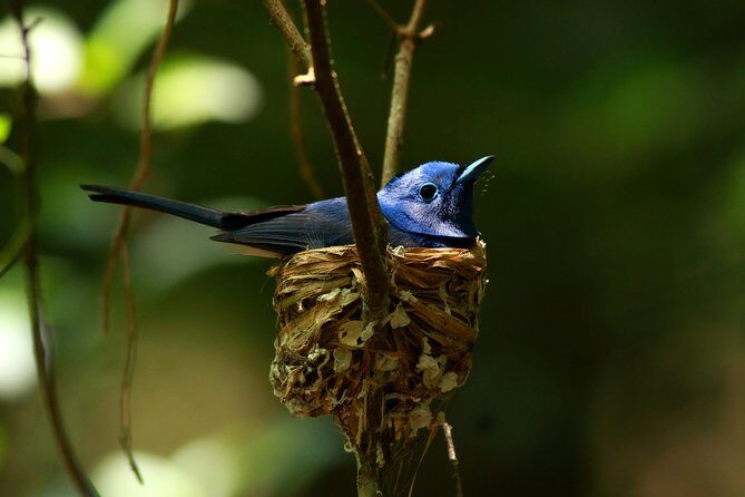 All Inclusive - Private Overnight Rain forest adventure in Sinharaja - Discover the Sinharaja Rain Forest: An All-Inclusive Overnight Adventure