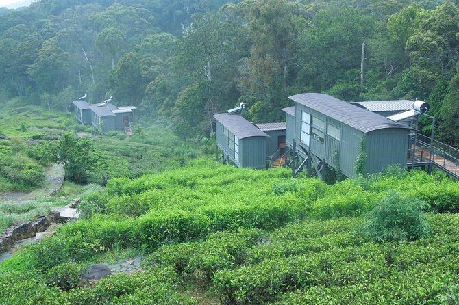 All Inclusive - Private Overnight Rain forest adventure in Sinharaja - What Travelers Say and Why It Matters