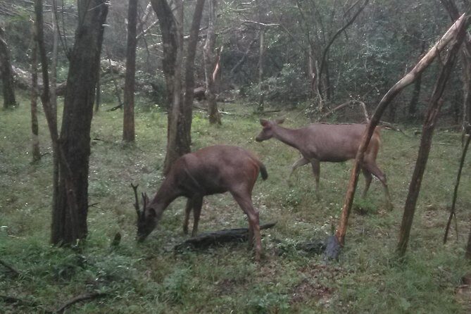 All inclusive Private safari at Wilpattu National park from Negombo - What to Expect from This Wilpattu National Park Safari