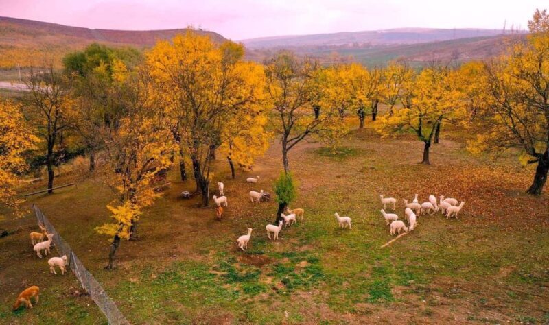 All Inclusive Shamakhi Alpaca & Wine Tour - Introduction