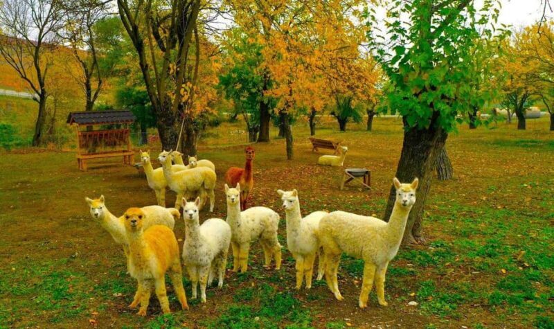 All Inclusive Shamakhi Alpaca & Wine Tour - Key Points