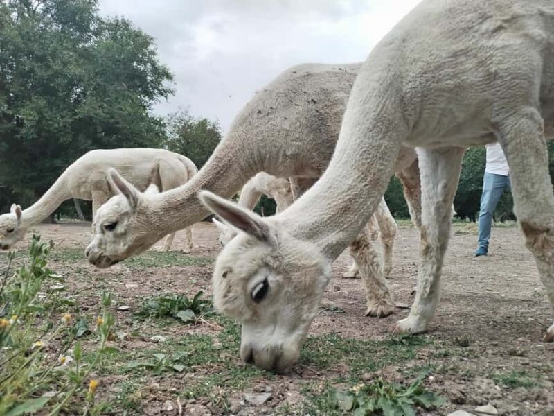 All Inclusive Shamakhi Alpaca & Wine Tour - Who Should Consider This Tour?