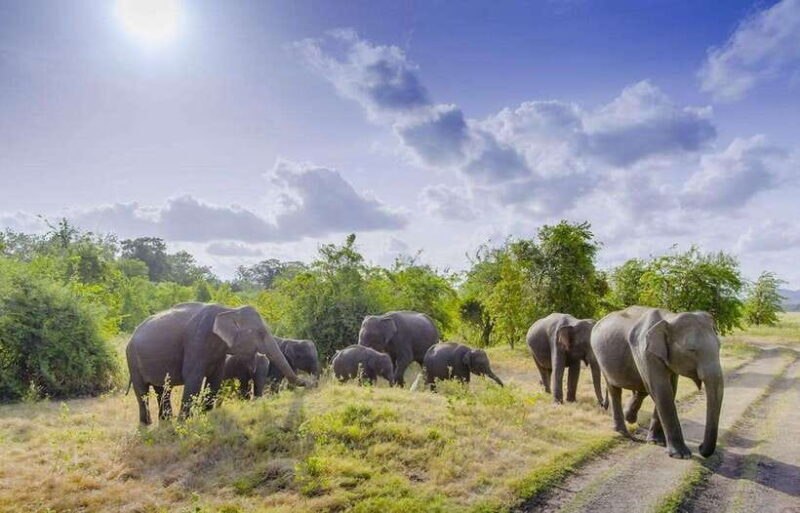 All-inclusive Sigiriya Fortress and Wildlife Safari - Key Points