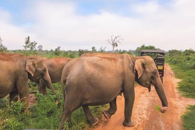 All Inclusive Udawalawa National Park Day Tour From Negombo - Introduction: A Wildlife Safari from Negombo