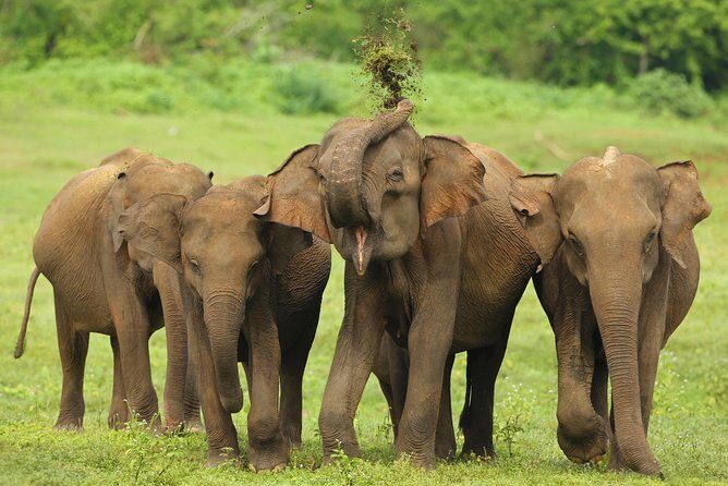 All Inclusive Udawalawa National Park Day Tour From Negombo - The Value of This Tour
