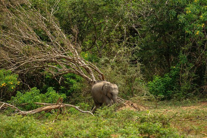 All Inclusive Udawalawa National Park Day Tour From Negombo - Who Will Enjoy This Tour?