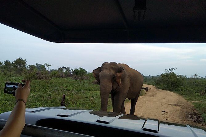 All Inclusive Udawalawe National Park Safari Day Tour from Colombo and Negombo - The Experience Breakdown