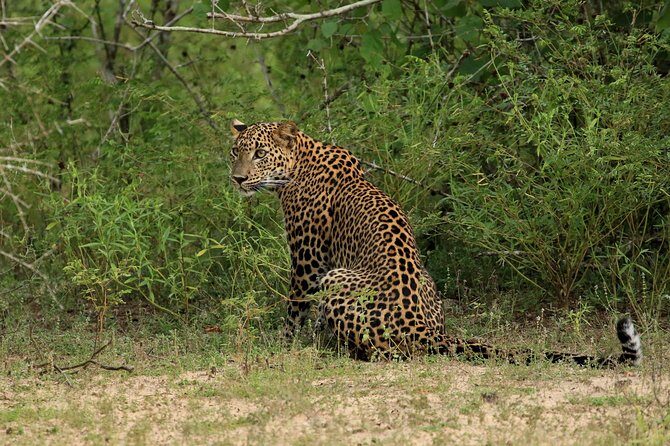 All Inclusive Wilpattu National Park Day Tour From Anuradhapura - Key Points