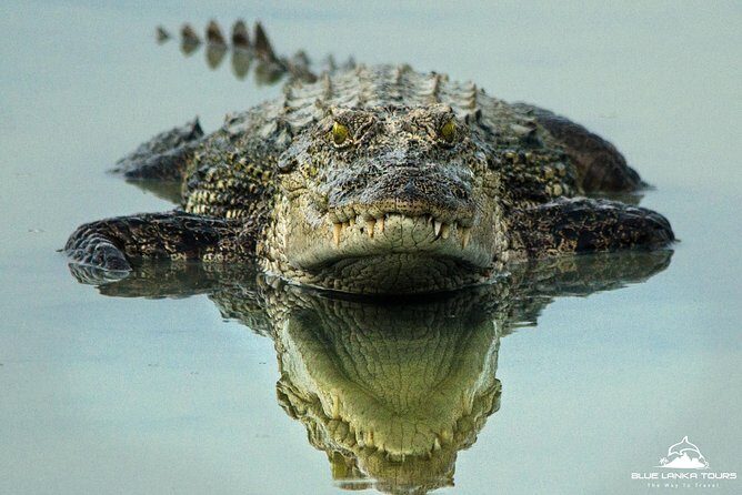 All Inclusive Wilpattu National Park Day Tour From Anuradhapura - An In-Depth Look at the Wilpattu National Park Day Tour
