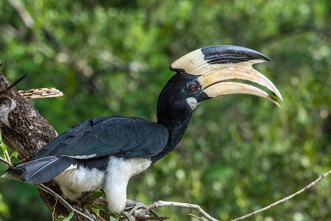 All Inclusive Wilpattu National Park Day Tour From Anuradhapura - The Sum Up