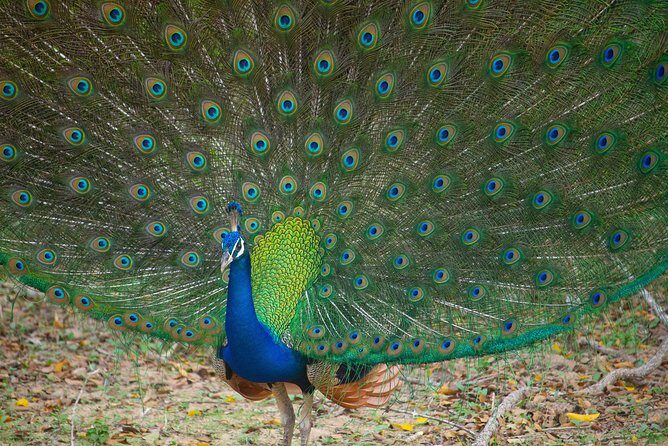 All Inclusive Yala National Park Jeep Safari from Colombo - The Sum Up
