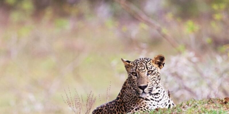 All-Inclusive Yala Safari Adventure and Beachside BBQ - Who Is This Tour Best Suited For?