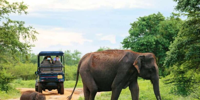 All inclussive Udawalawa National Park Safari From Colombo - Key Points