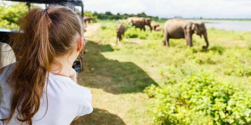 All inclussive Udawalawa National Park Safari From Colombo - What to Expect on the Tour