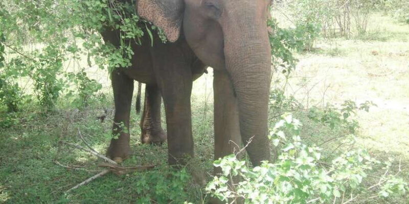 All inclussive Udawalawa National Park Safari From Colombo - The Practical Details