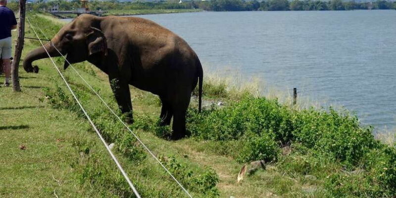 All inclussive Udawalawa National Park Safari From Colombo - Who This Tour Is Best For
