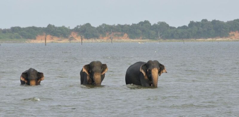 All inclussive Udawalawa National Park Safari From Colombo - Final Thoughts