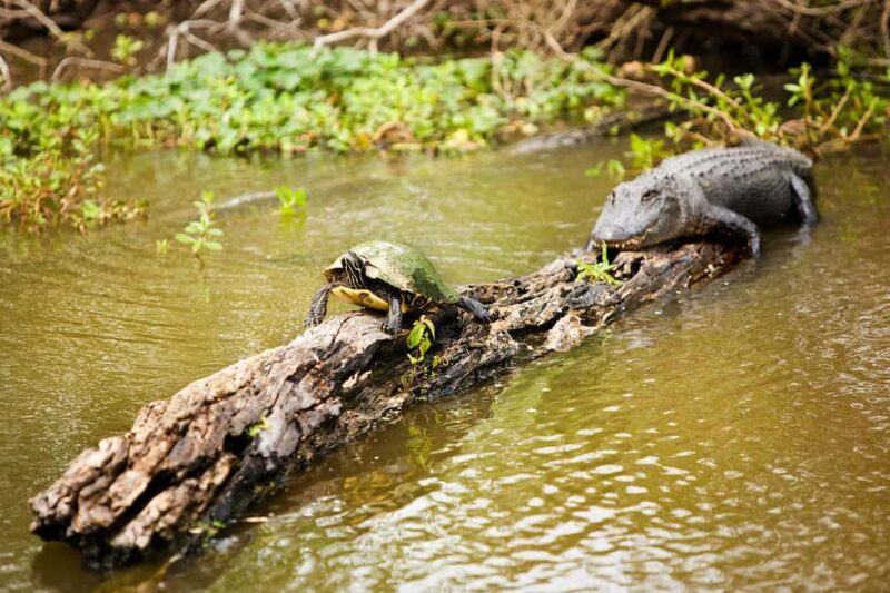 Alligator Swamp Tour by Gray Line New Orleans - Key Points