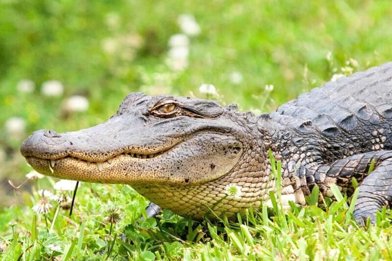 Alligator Swamp Tour by Gray Line New Orleans - Final Thoughts: Who Should Consider This Tour?