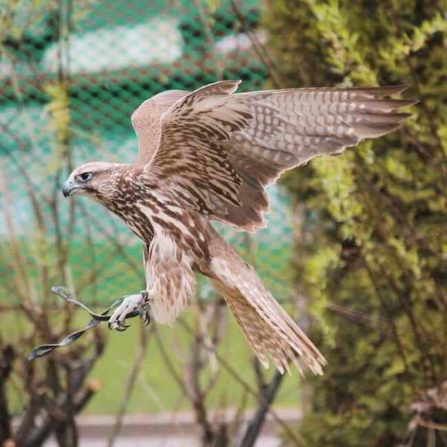 Almaty: Falconry show and Big Almaty Gorge - FAQ