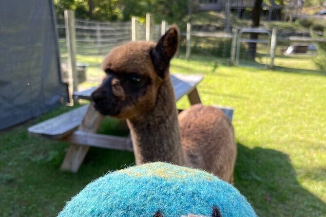 Alpaca and Llama Encounter with Guided Walk - Who Will Love It?