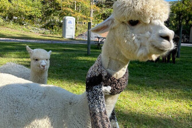 Alpaca and Llama Encounter with Guided Walk - Frequently Asked Questions