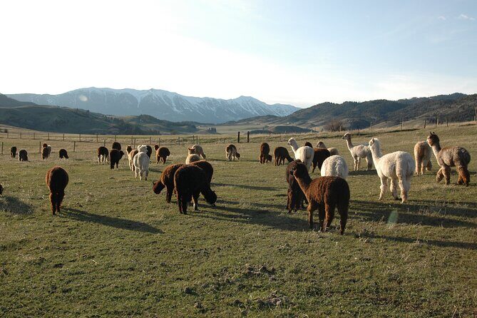 Alpaca and Llama Farm Tour - Exploring the Details: A Deep Dive into the Tour