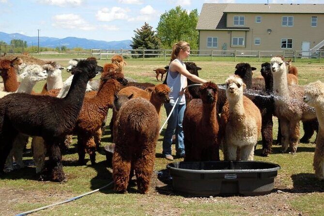 Alpaca and Llama Farm Tour - Concluding Thoughts