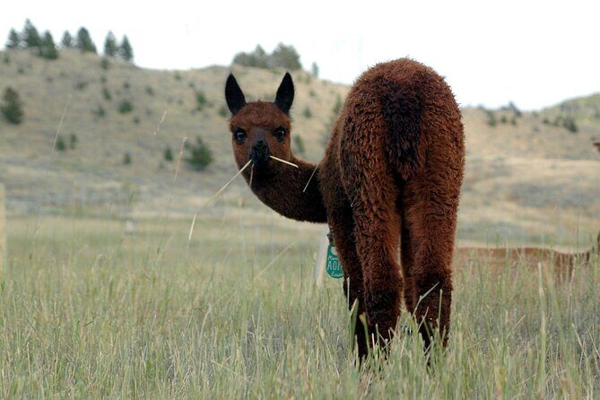 Alpaca and Llama Farm Tour - FAQ
