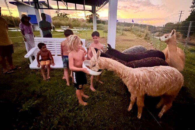 Alpaca Farm Experience on the Road to Hana - Who Will Love This Experience?
