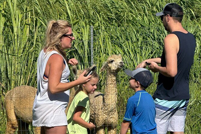 Alpaca Farm Experience on the Road to Hana - Final Thoughts: Is It Worth It?