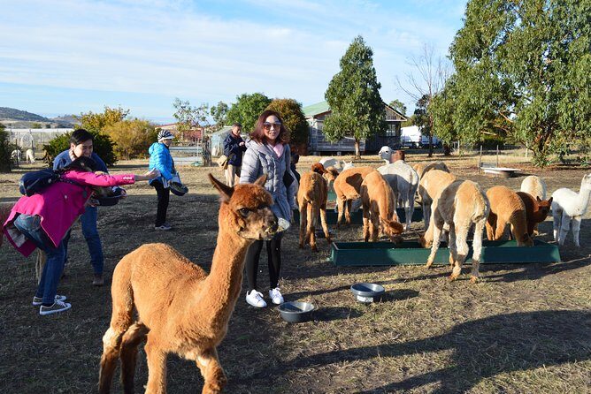 Alpaca Farm Tours with Toffeemont - The Value of the Experience